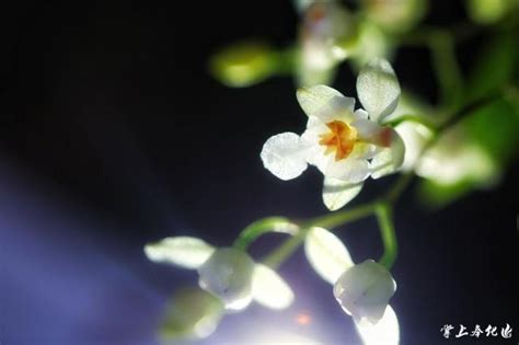 跳舞蘭 花語|文心蘭花語：隱藏的愛，快樂無憂，寓意忘卻煩